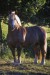 Bretonský kôň
