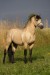 Connemarský  kôň