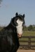 Clydesdale3